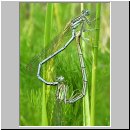 Platycnemis pennipes - Blaue Federlibelle 06.jpg